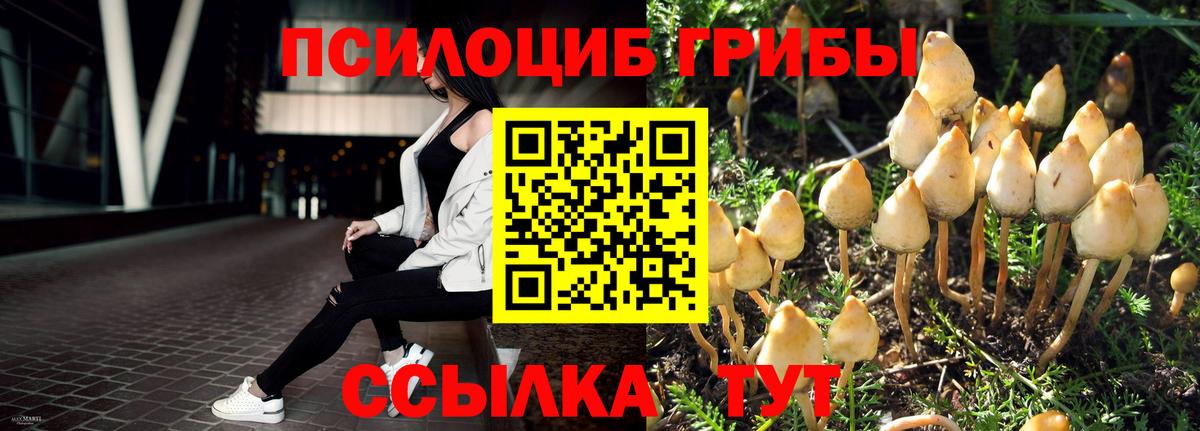 Галлюциногенные грибы Psilocybine cubensis Нижнеудинск